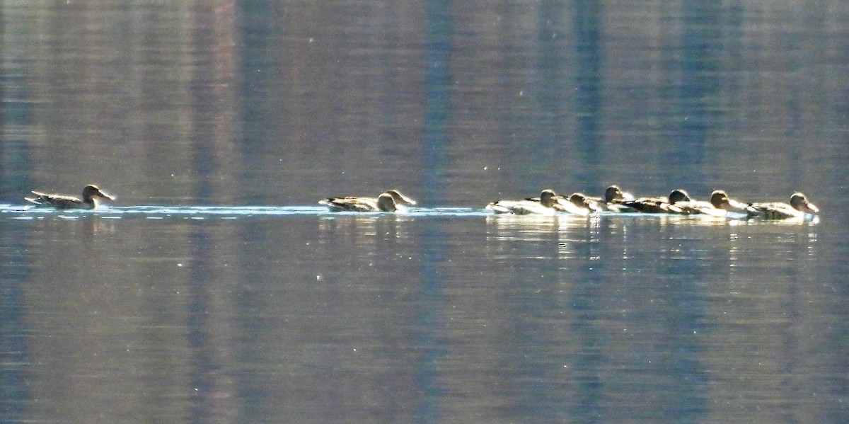 Northern Shoveler - ML642523712