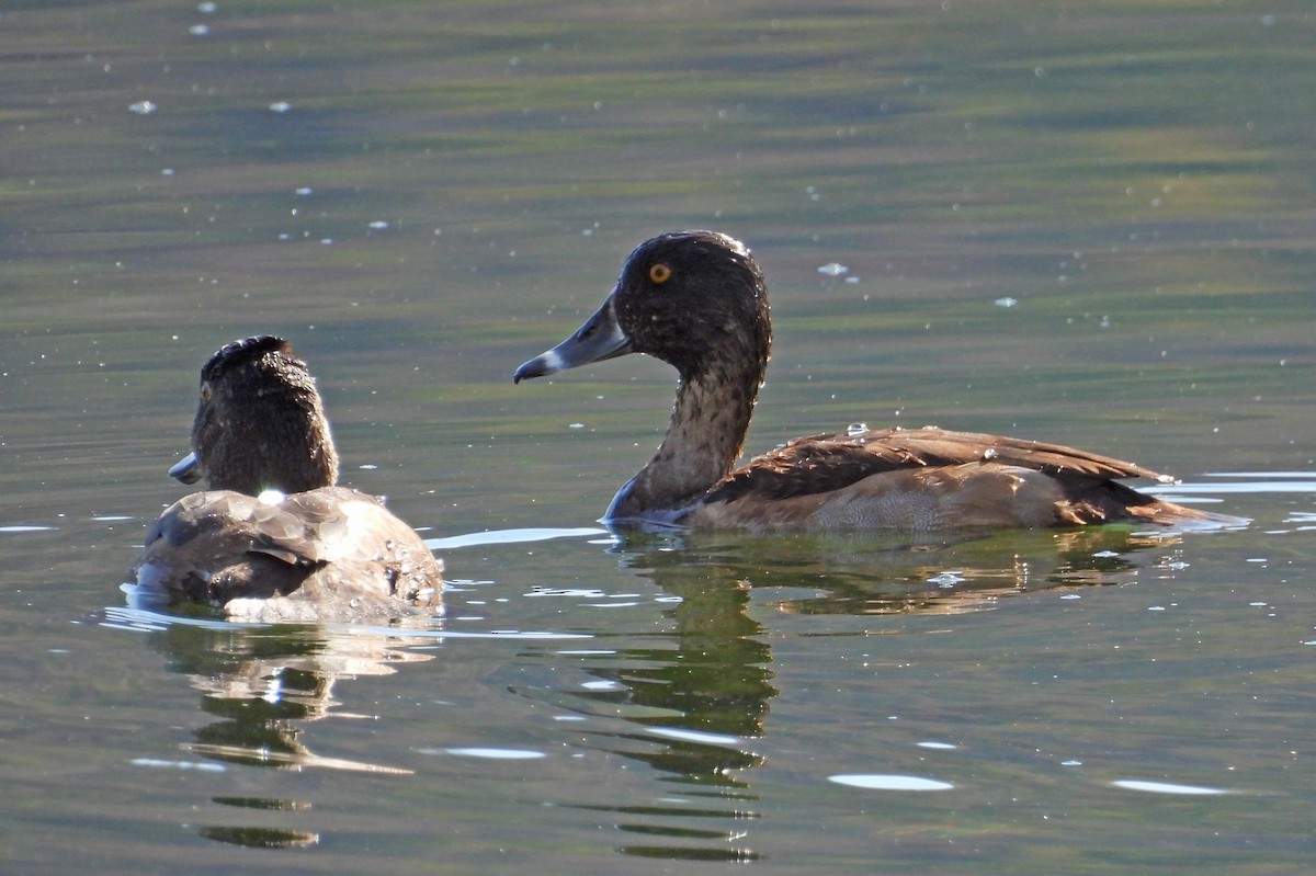 Ring-necked Duck - ML642523725