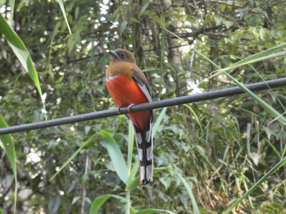 Red-headed Trogon - ML642523732