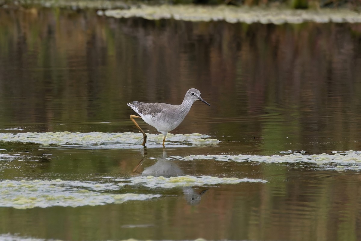 Lesser Yellowlegs - Sarawin Kreangpichitchai
