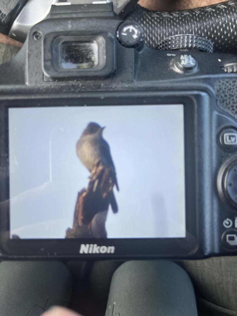 Eastern Wood-Pewee - ML642523748