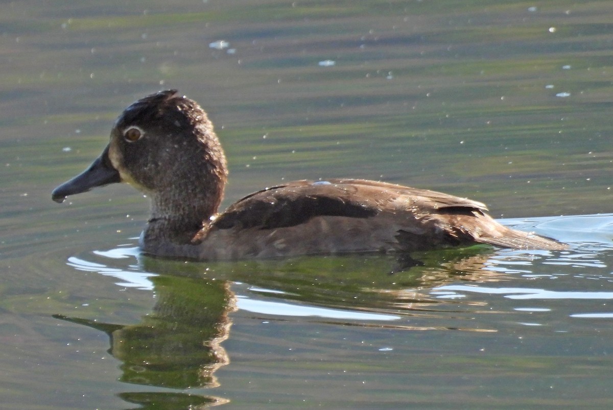 Ring-necked Duck - ML642523756