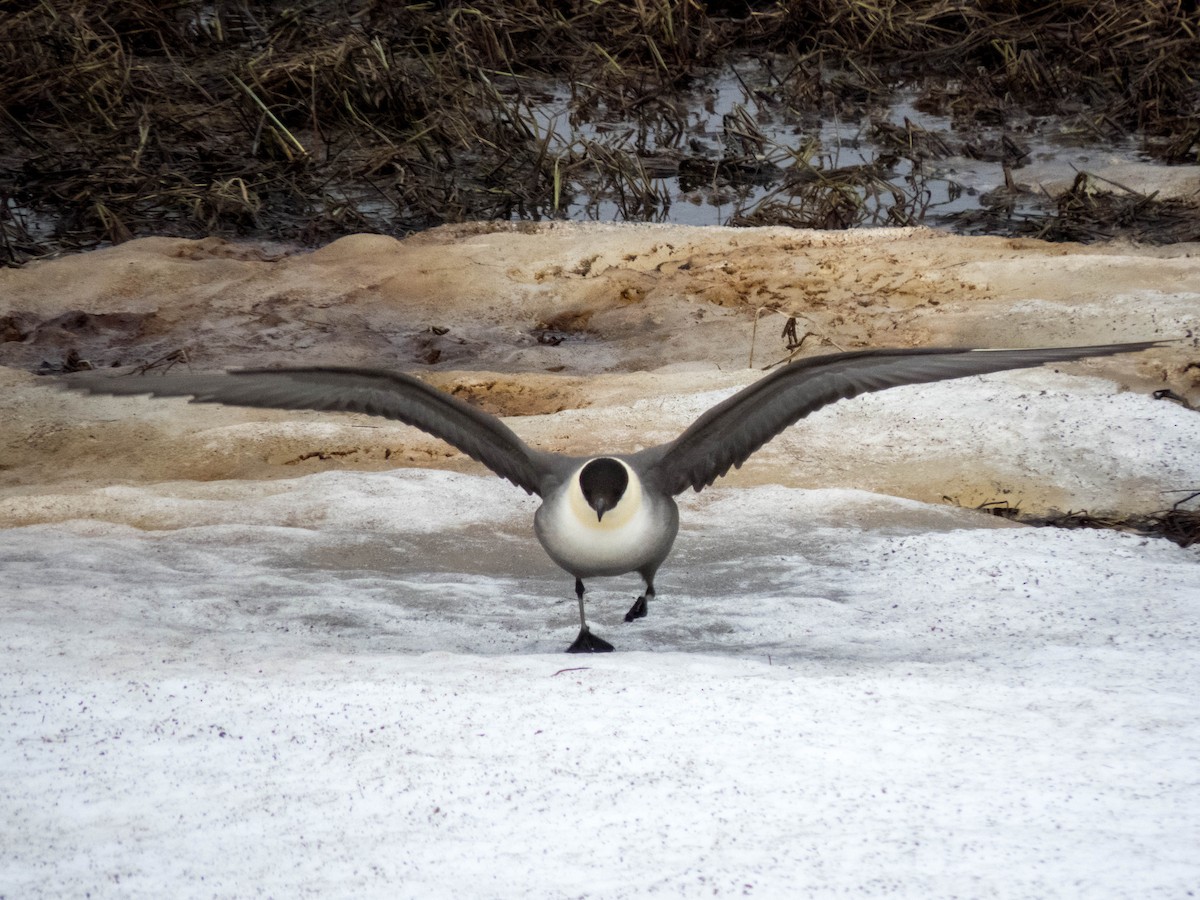 Long-tailed Jaeger - ML642523771
