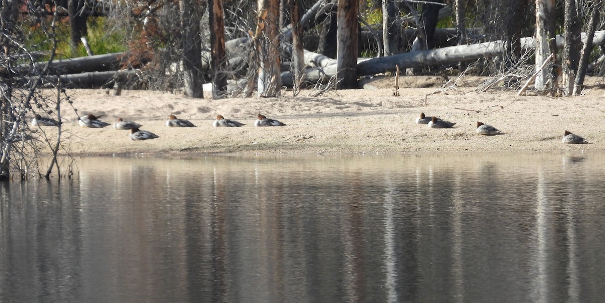 Common Merganser (North American) - ML642523778