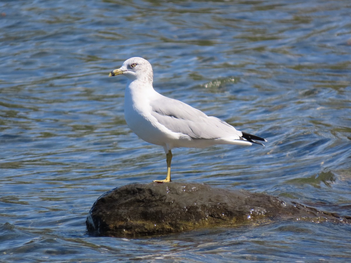 Delawareko kaioa - ML642523783