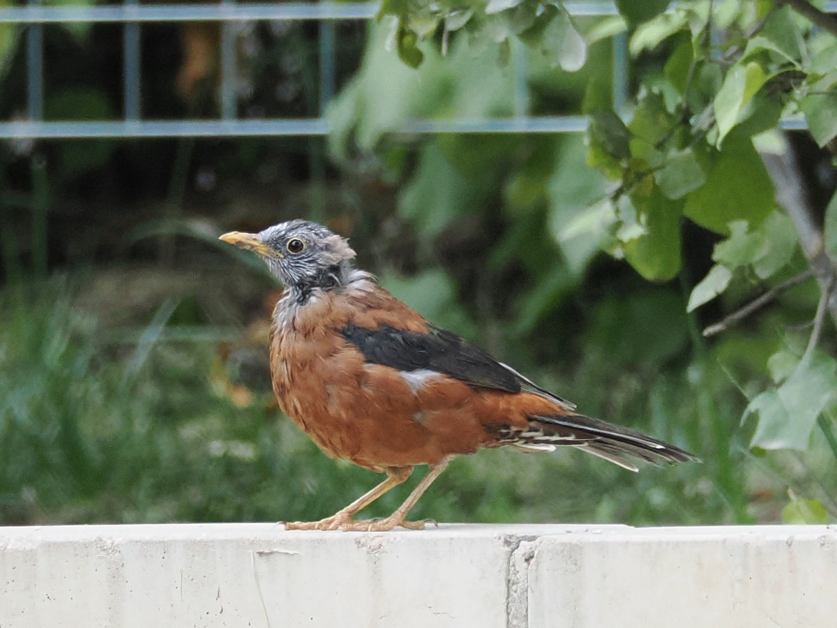 Chestnut Thrush - ML642523794