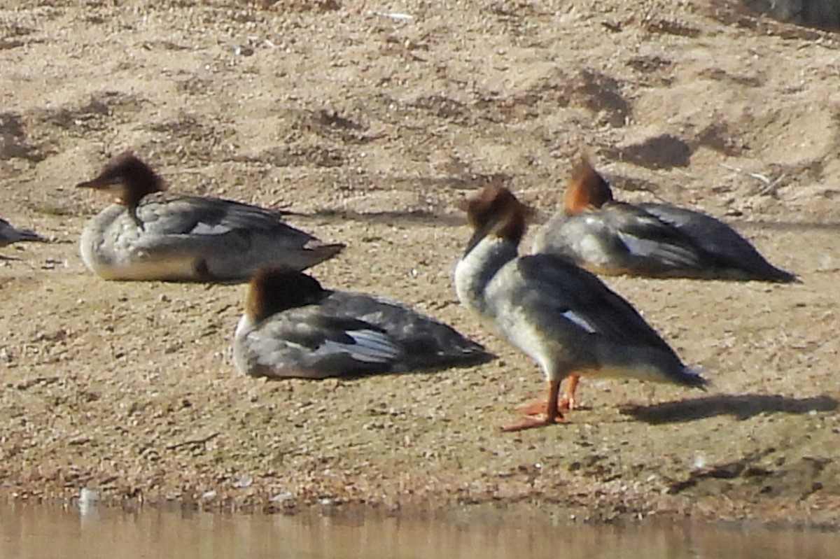 Common Merganser (North American) - ML642523813