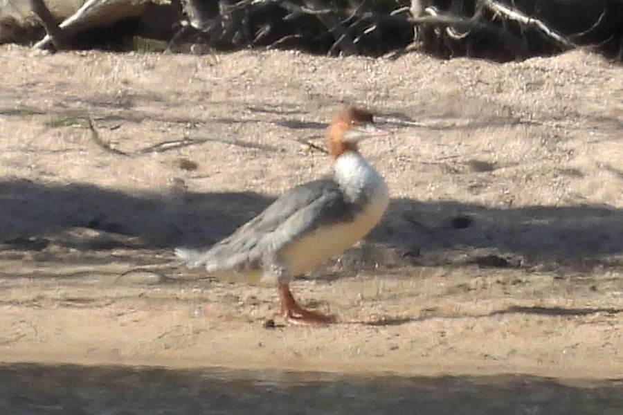 Common Merganser (North American) - ML642523822