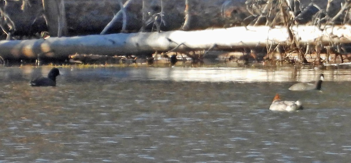 American Coot - ML642523825