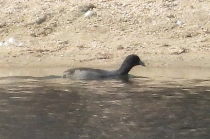 American Coot - ML642523831