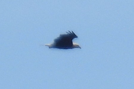 Bald Eagle - ML642523847