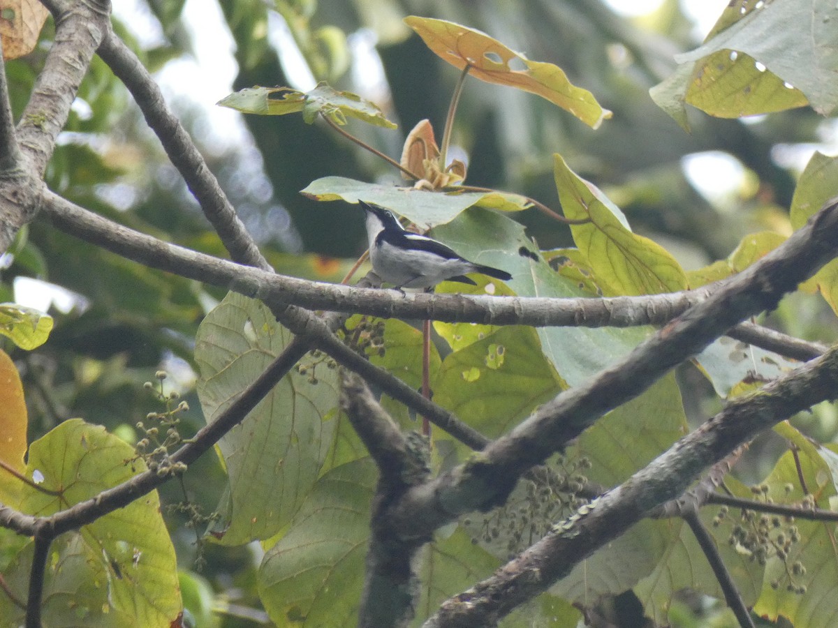 Little Pied Flycatcher - ML642523855