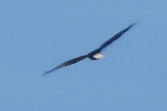 Bald Eagle - ML642523857