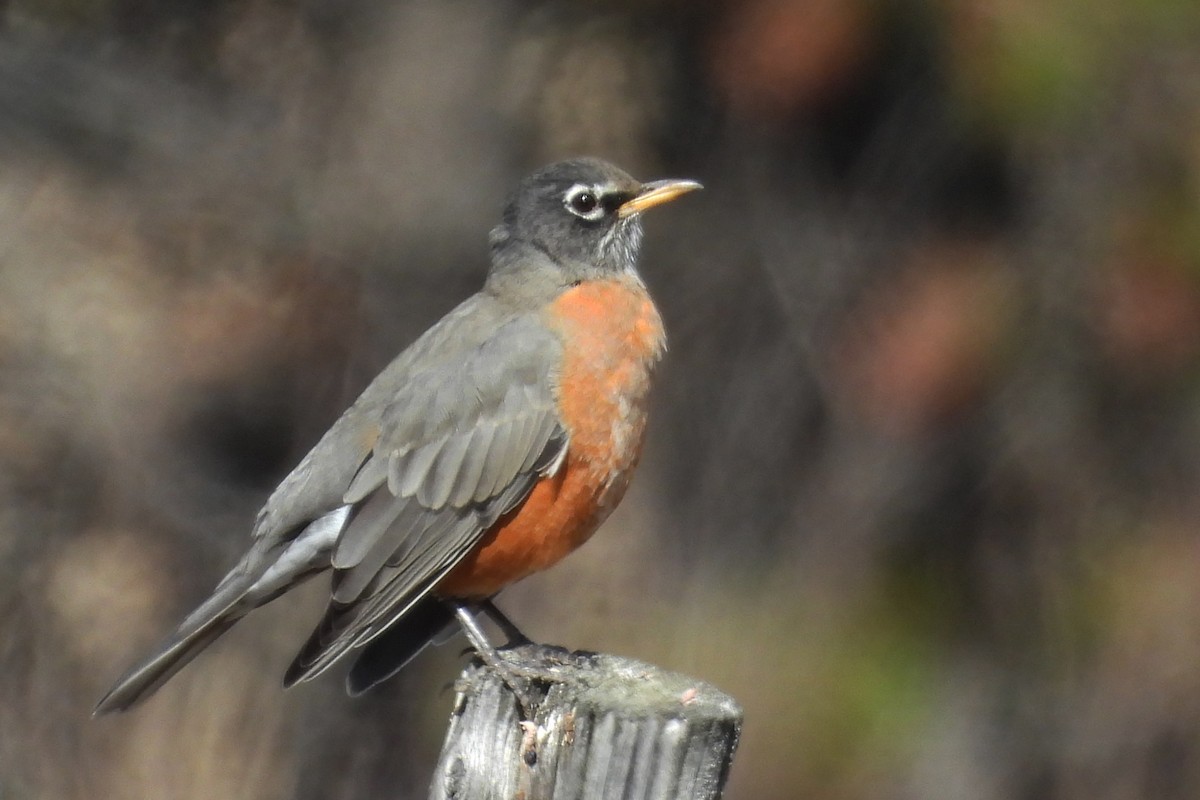 American Robin - ML642523862