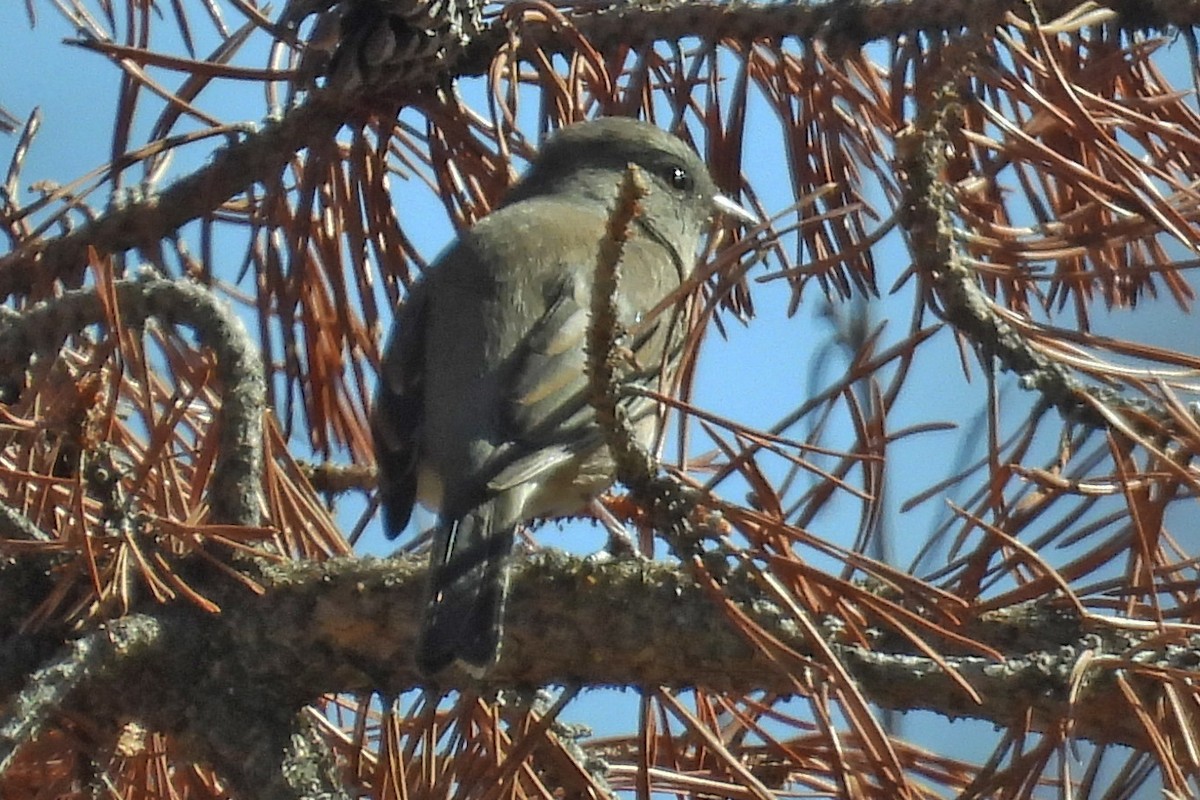 Dark-eyed Junco - ML642523868