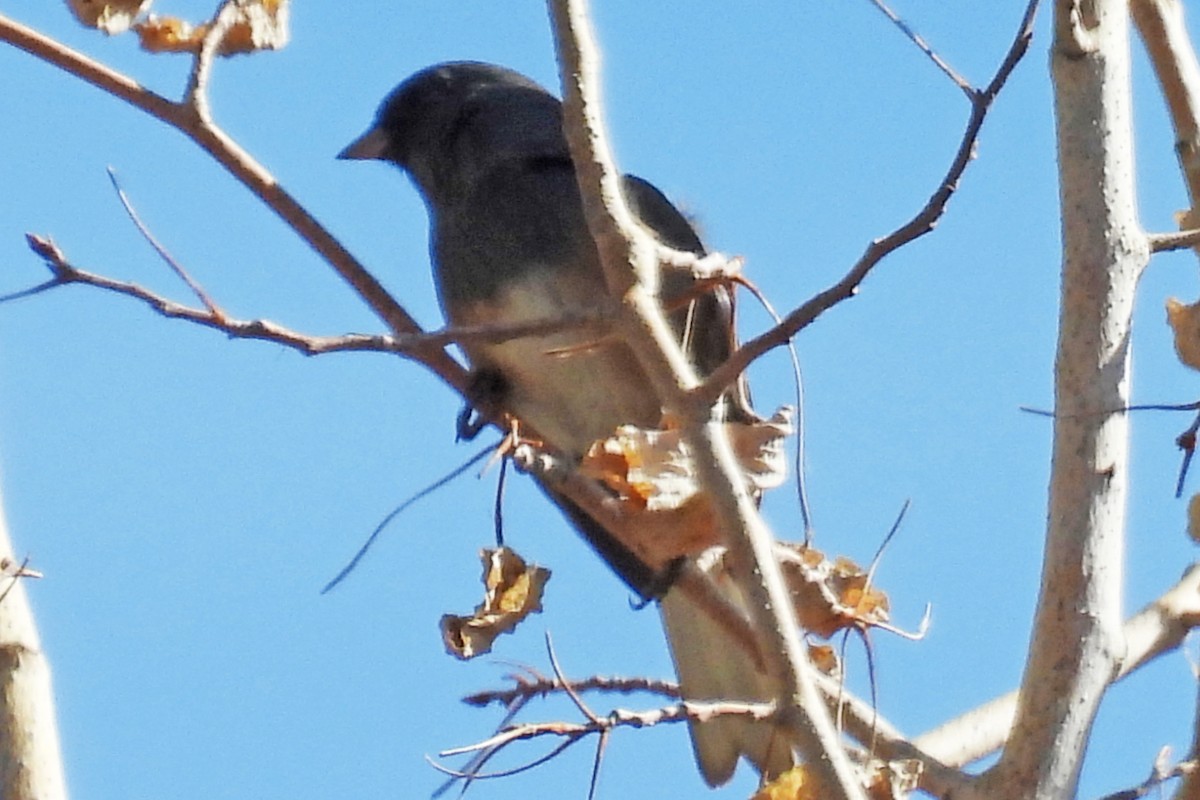 Dark-eyed Junco - ML642523879