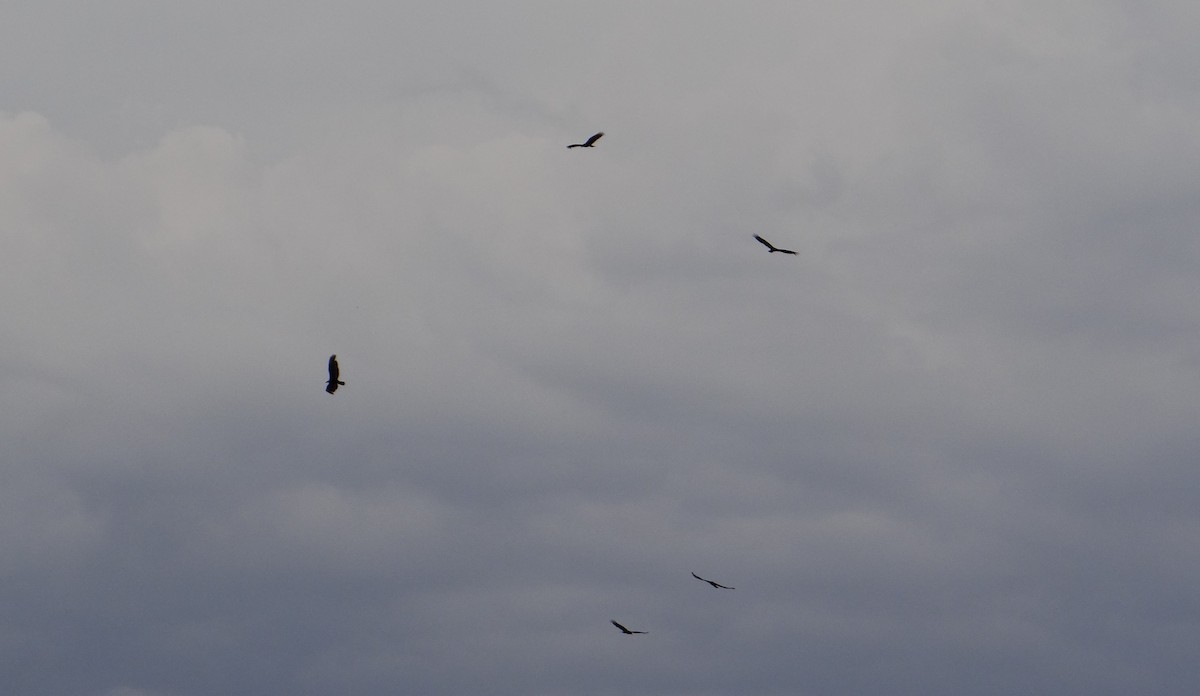 new world vulture sp. - ML642523889
