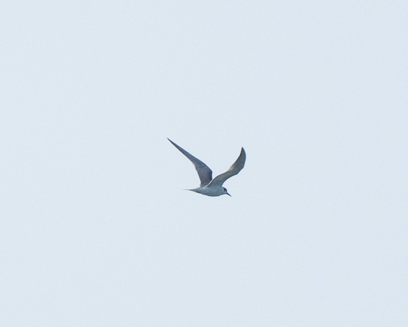 Common Tern - ML642523908