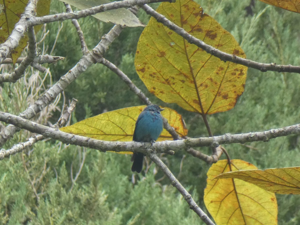 Verditer Flycatcher - ML642523925