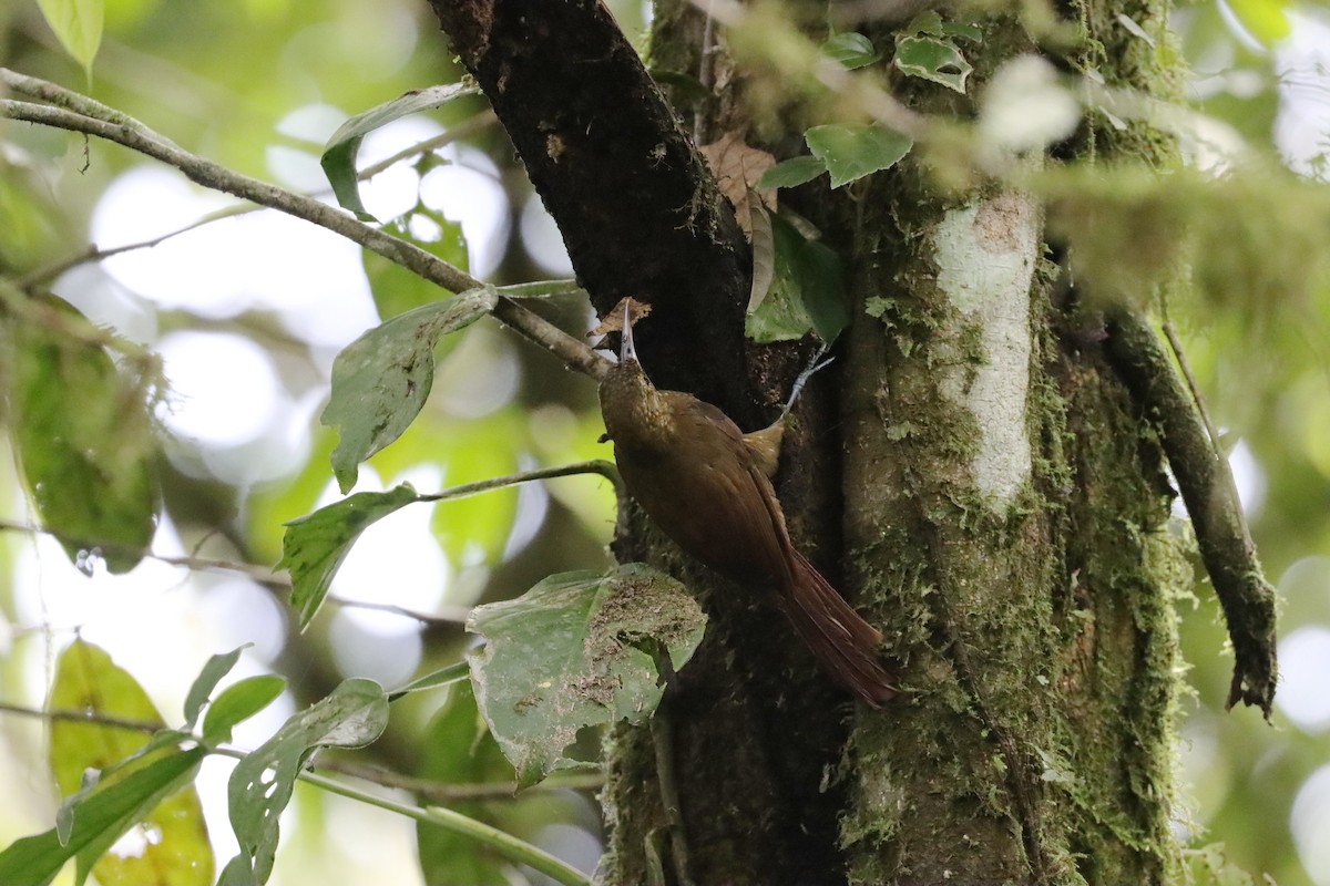 Spotted Woodcreeper - ML642523980