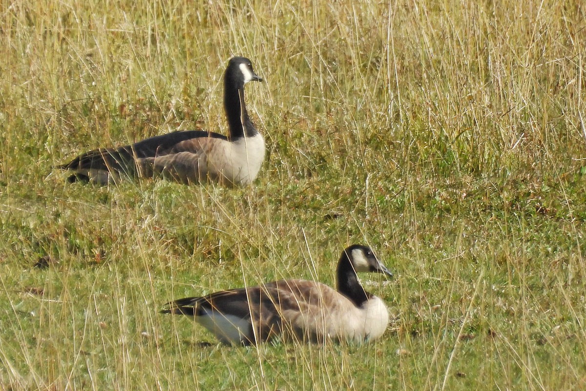 Canada Goose - ML642523993
