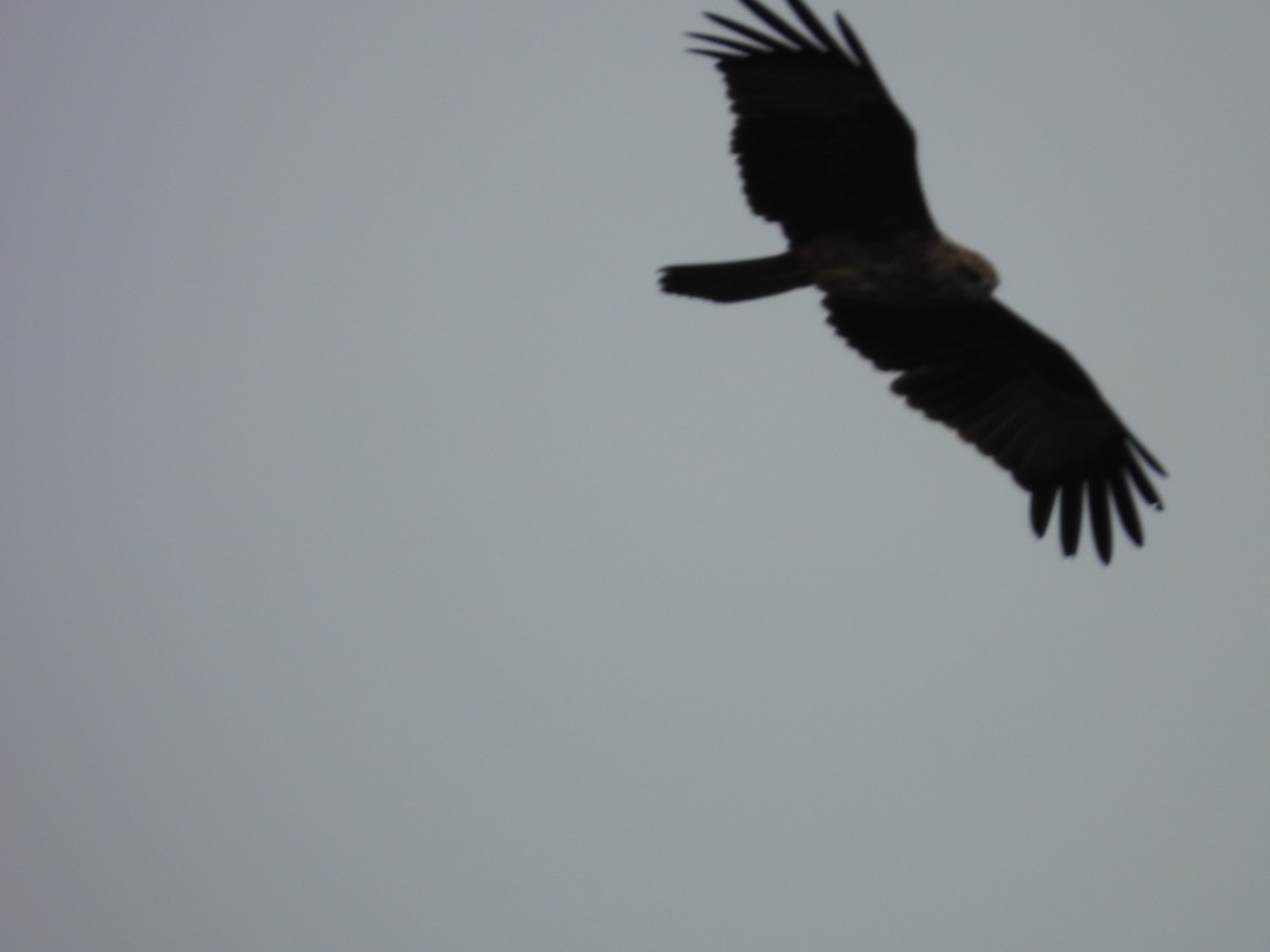 Сохор элээ - ML642523999