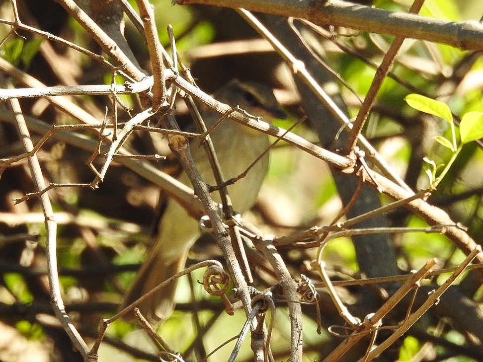 Fuscous Flycatcher - ML642524009