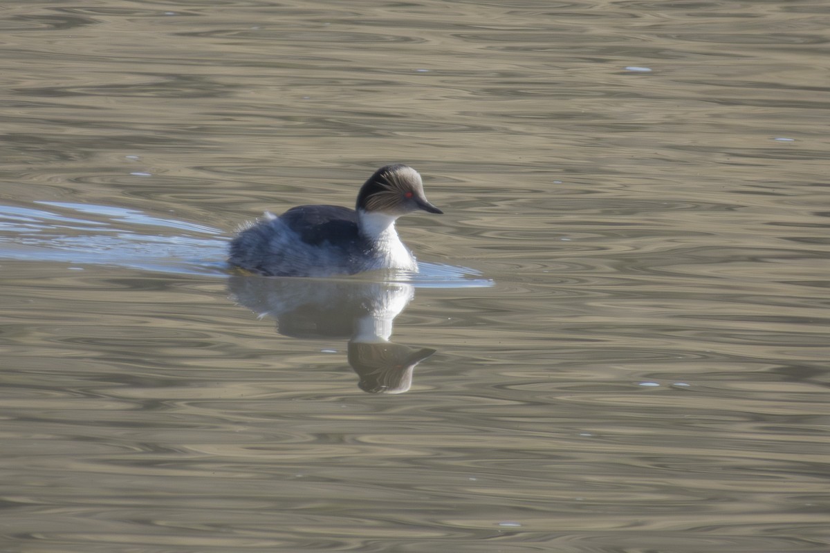 Silvery Grebe - ML642524018