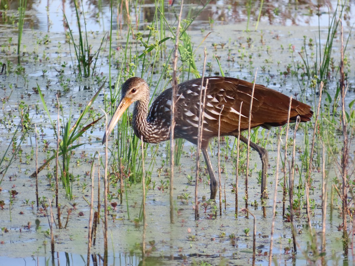 Limpkin (Speckled) - ML642524033