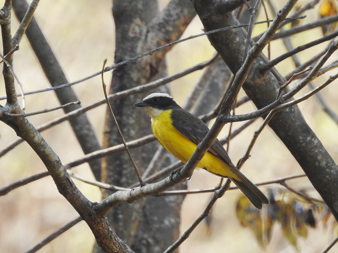 Rusty-margined Flycatcher - ML642524041