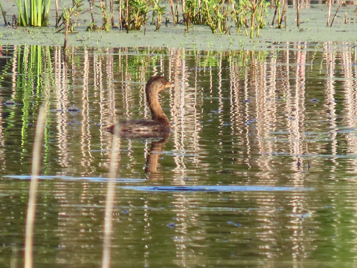 Pied-billed Grebe - ML642524047