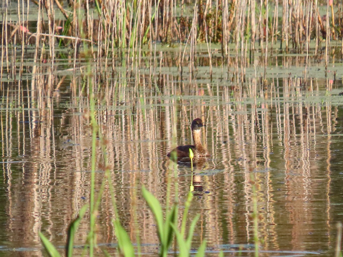Pied-billed Grebe - ML642524048