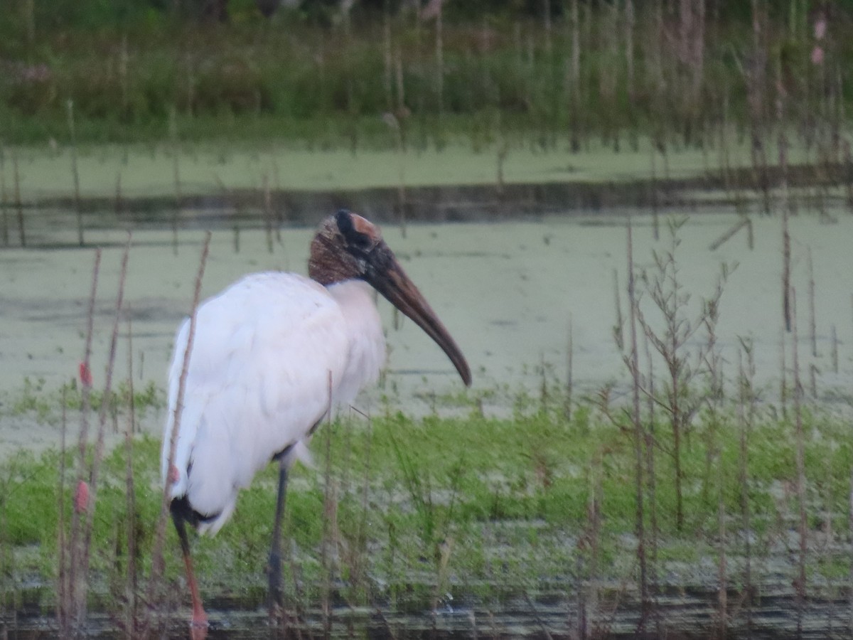 Wood Stork - ML642524049