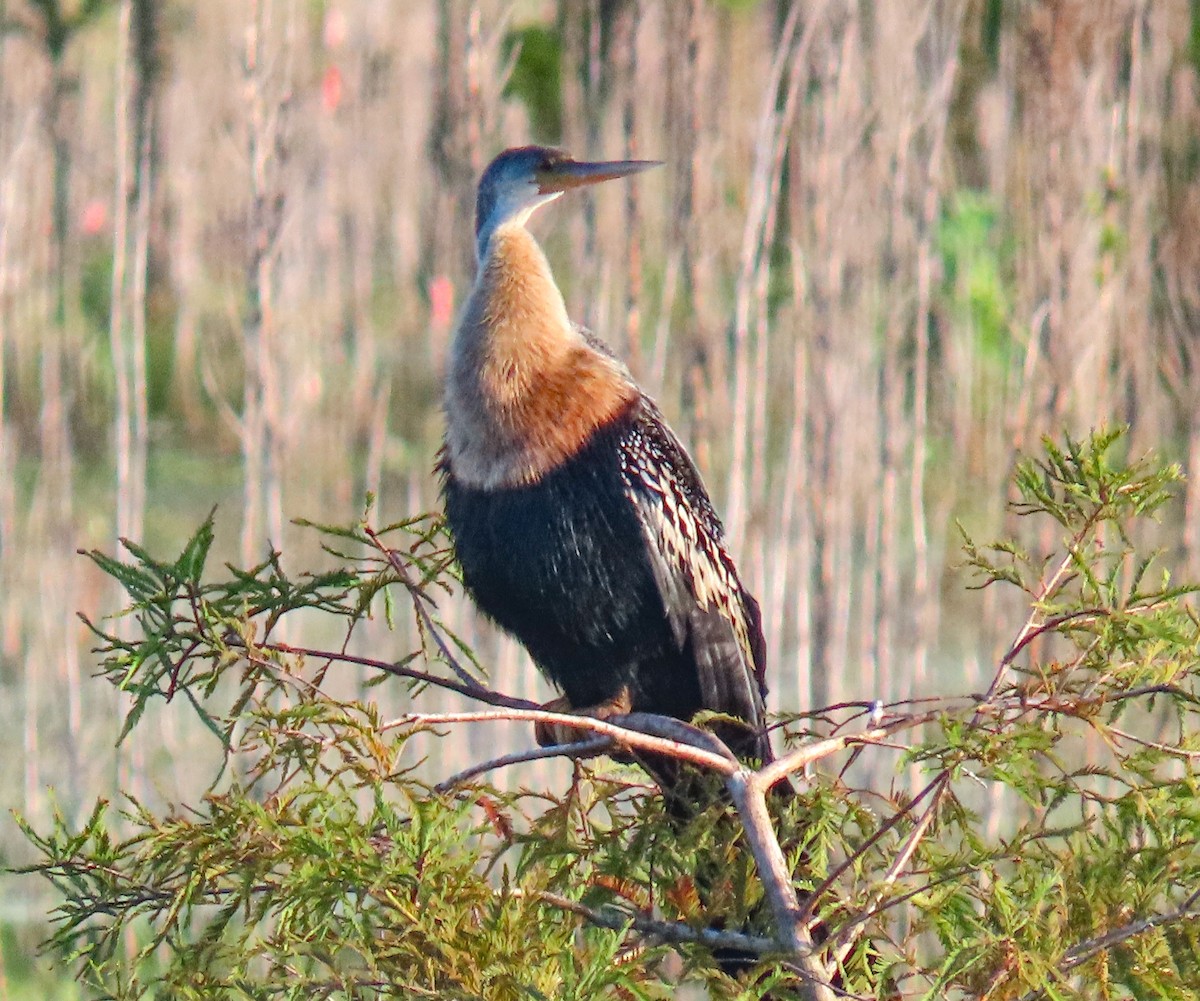 Anhinga - ML642524054