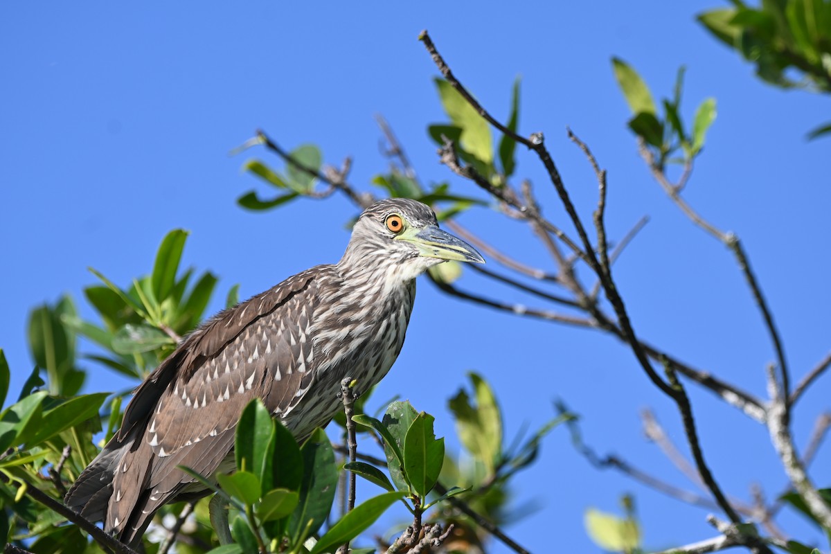 Black-crowned Night Heron - ML642524055