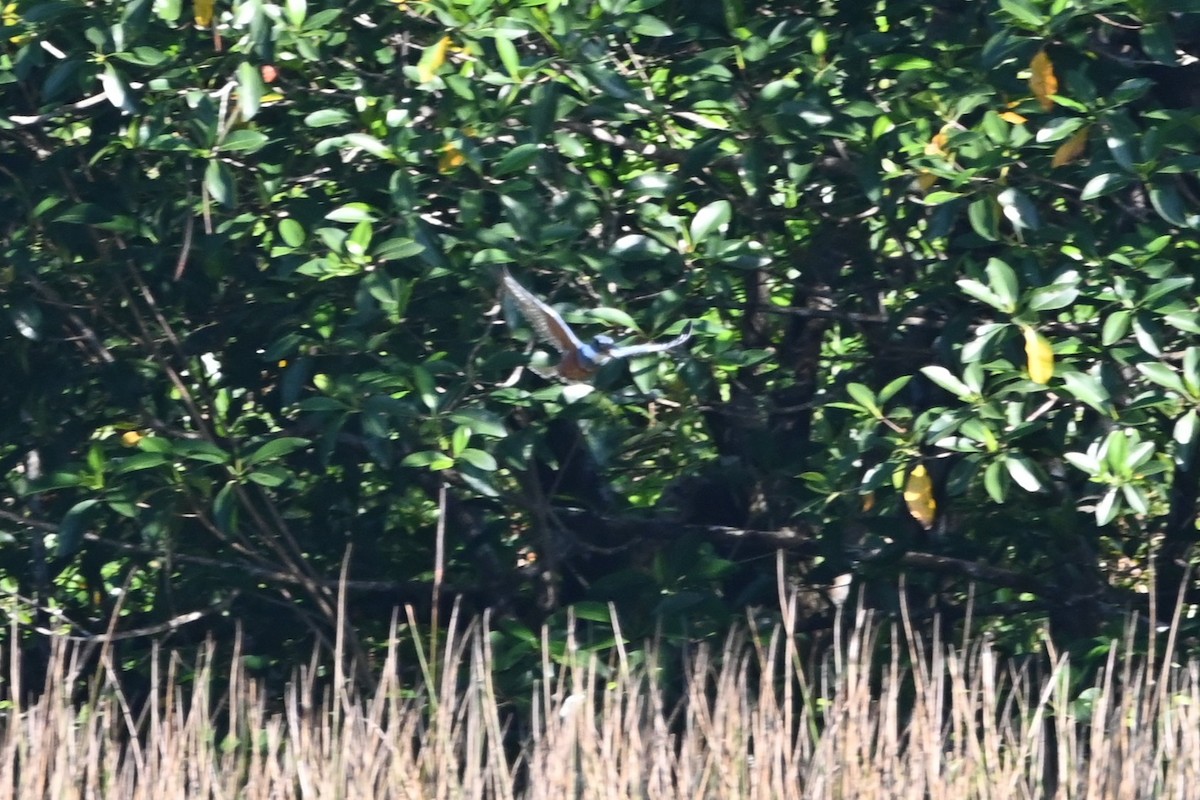 Ringed Kingfisher - ML642524062