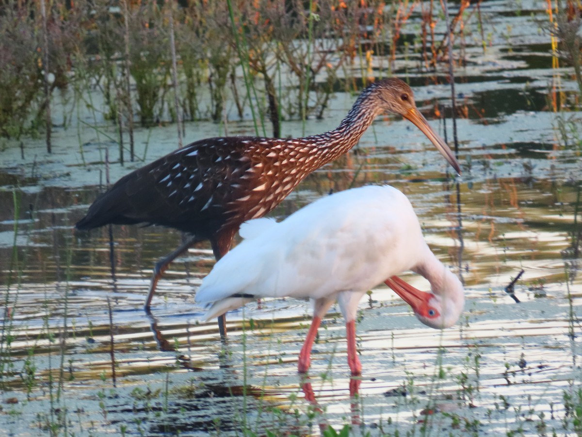 White Ibis - ML642524077