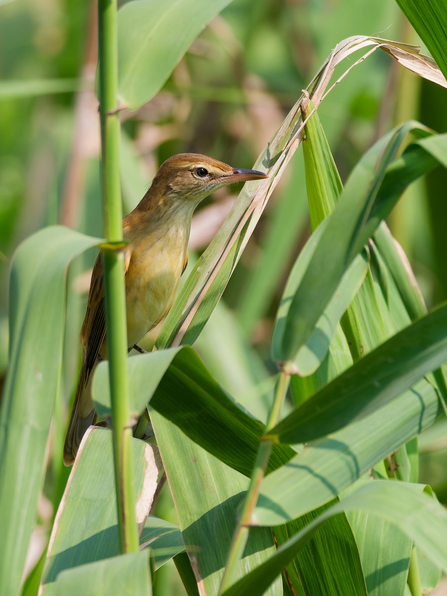 Oriental Reed Warbler - ML642524078