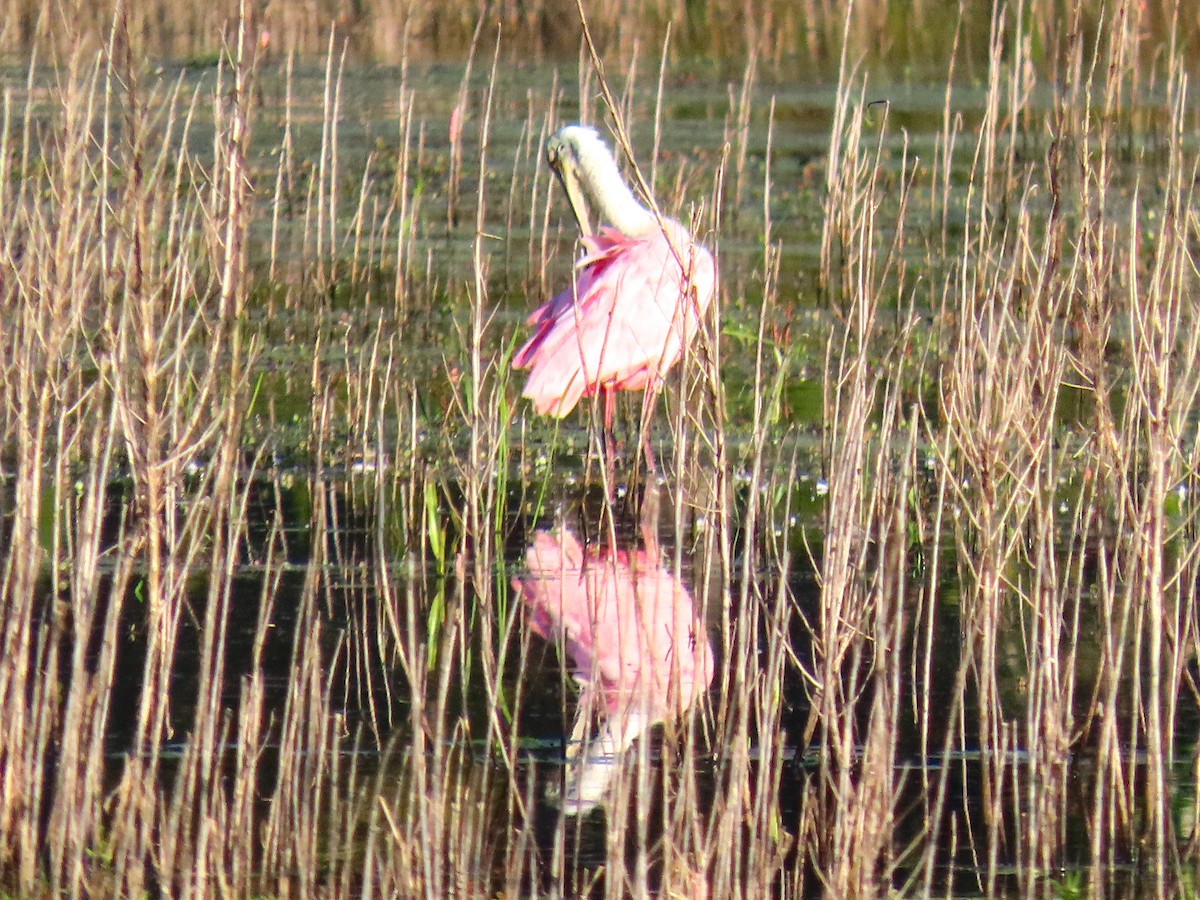 Roseate Spoonbill - ML642524083