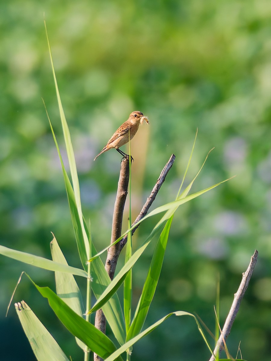 Amur Stonechat - ML642524084