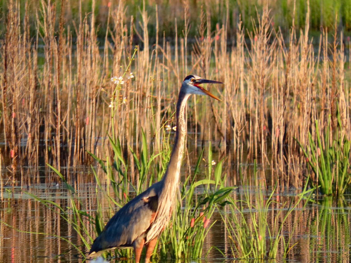 Great Blue Heron - ML642524106