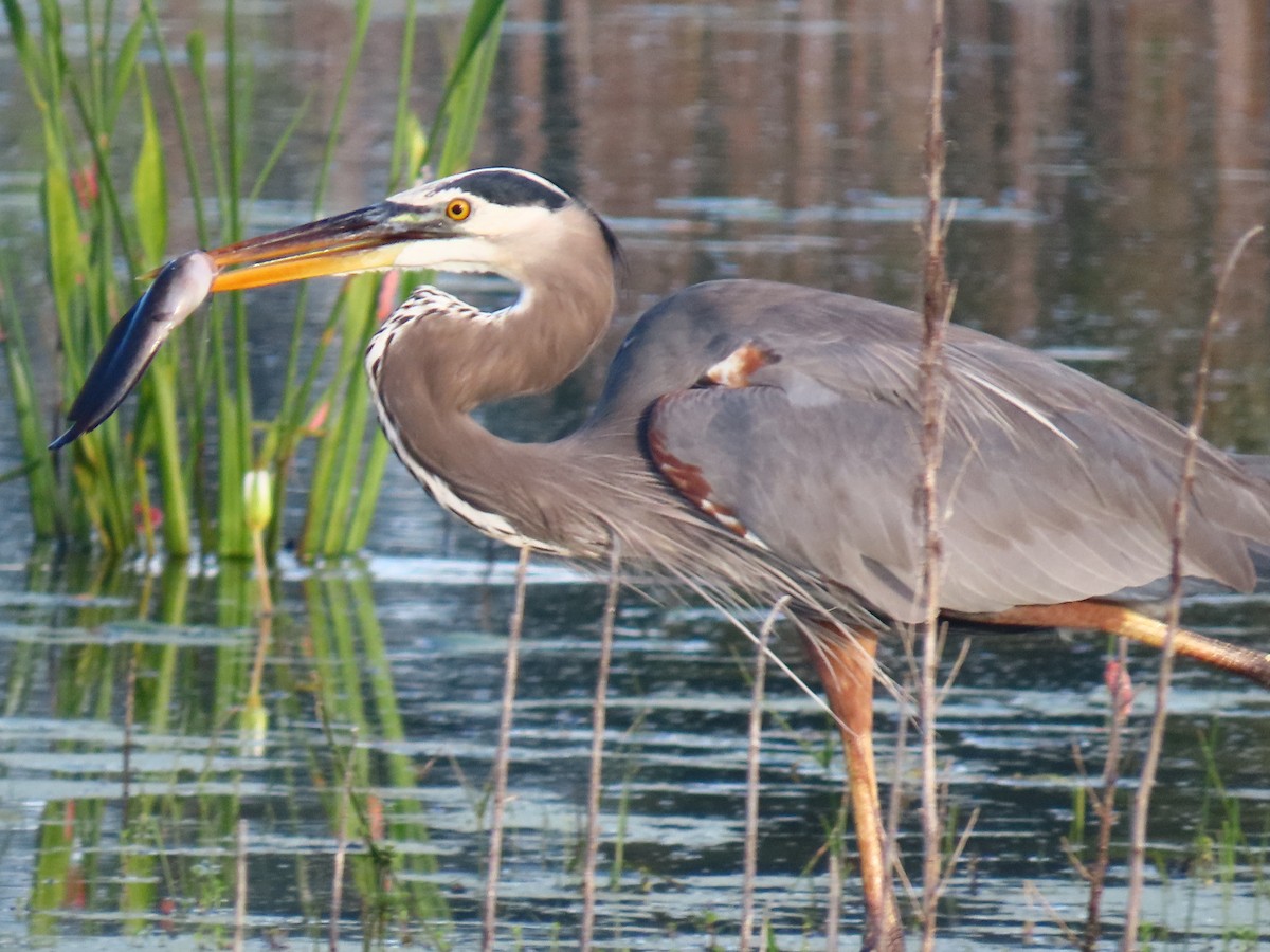 Great Blue Heron - ML642524107