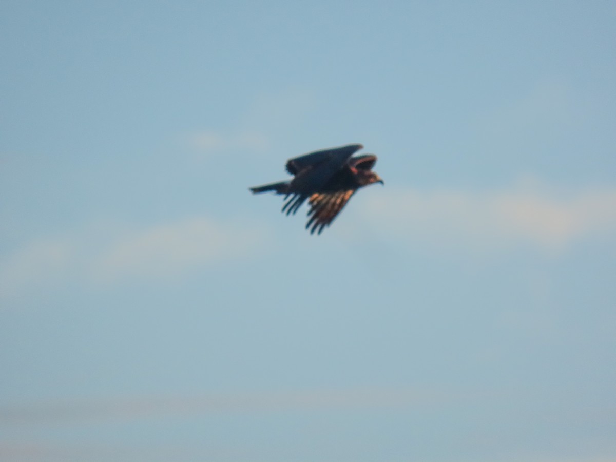 Snail Kite - ML642524121