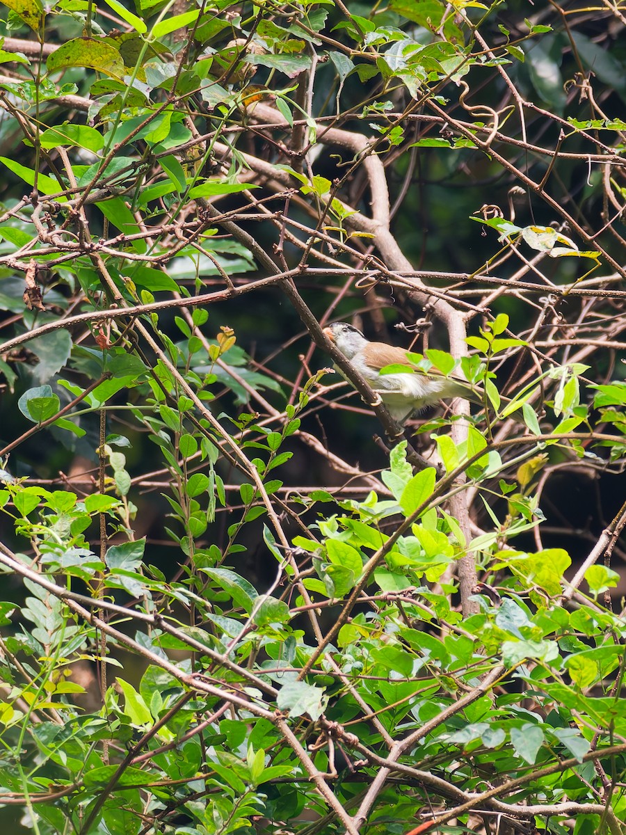 Gray-headed Parrotbill - ML642524135