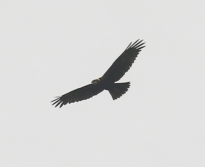 チュウヒ - ML642524147