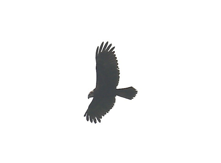 チュウヒ - ML642524149