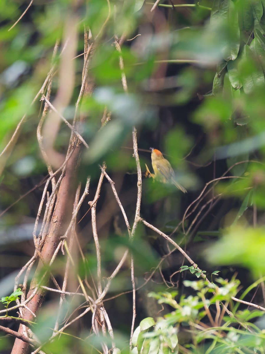 Rufous-capped Babbler - ML642524150