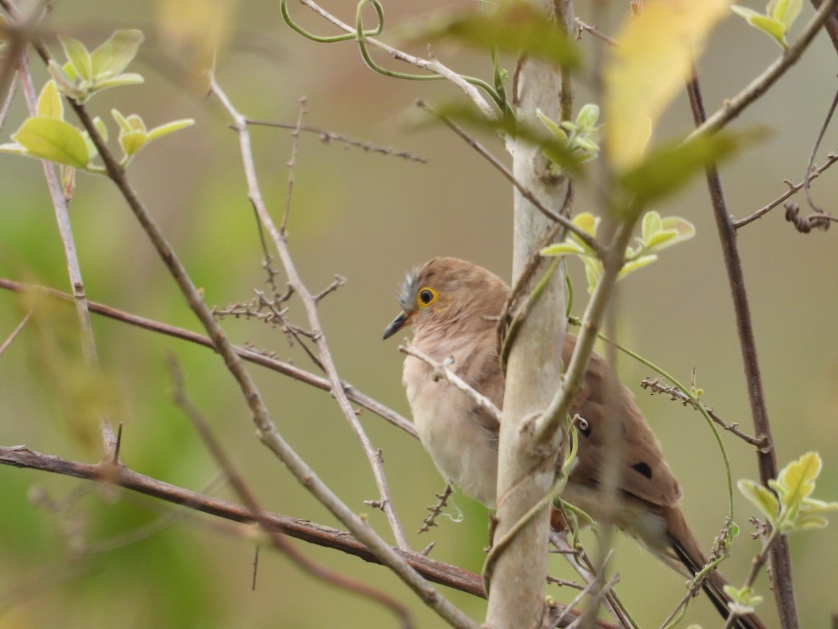 Long-tailed Ground Dove - ML642524157