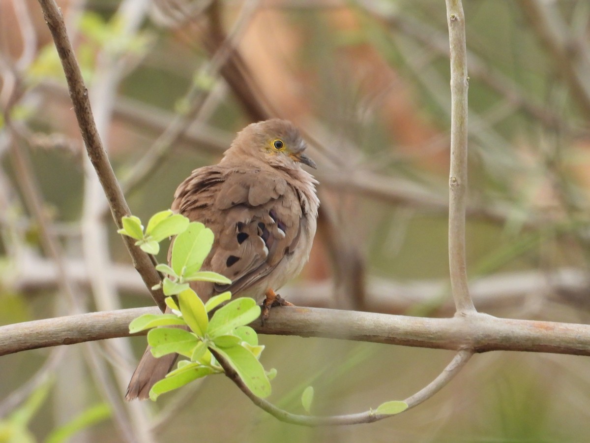 Long-tailed Ground Dove - ML642524158