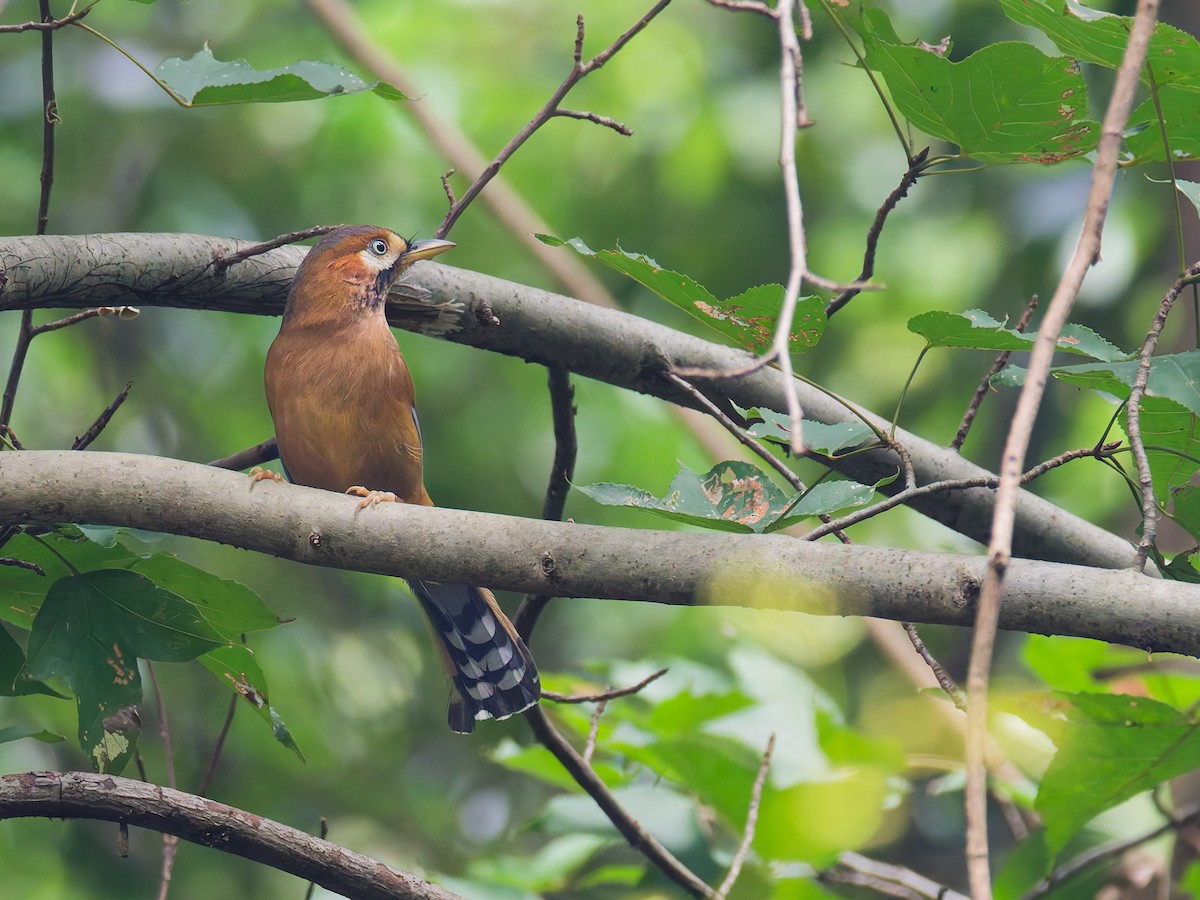 Bıyıklı Gevezeardıç - ML642524163